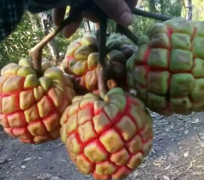 这水果名字霸气外表奇特,如今供不应求一斤要80元,你吃过吗?