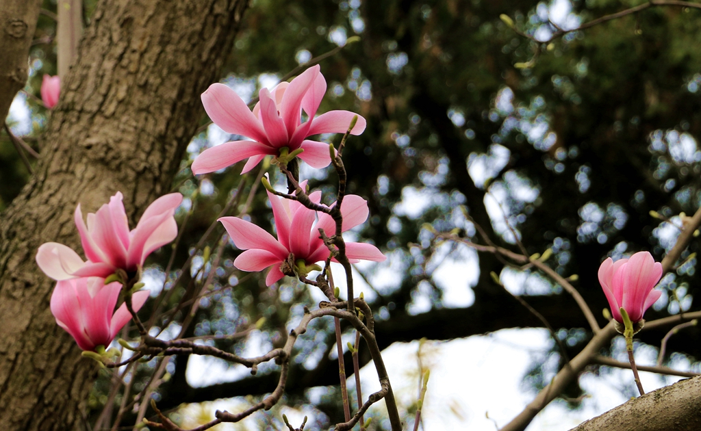勉县武侯祠旱莲绽放花期很短错过再等一年
