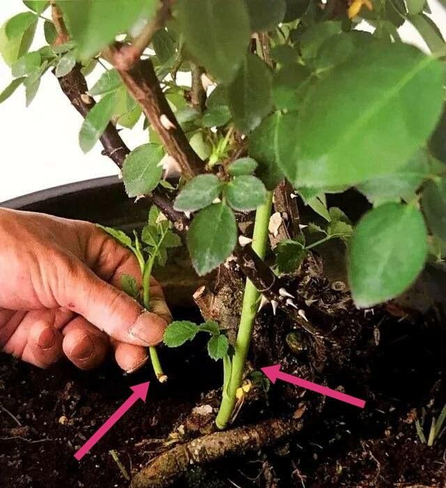 嫁接苗砧木到根部生长出嫩芽该怎么办?