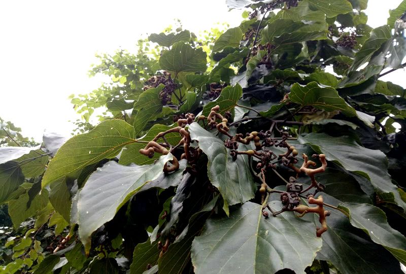 农村这种植物,目前价值的确珍贵,值得您了解,并重视|拐枣|植物|农村