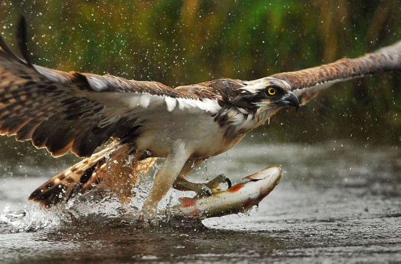 鱼鹰下水捕鱼,刚好被摄影师抓拍到,精彩就在一瞬间!
