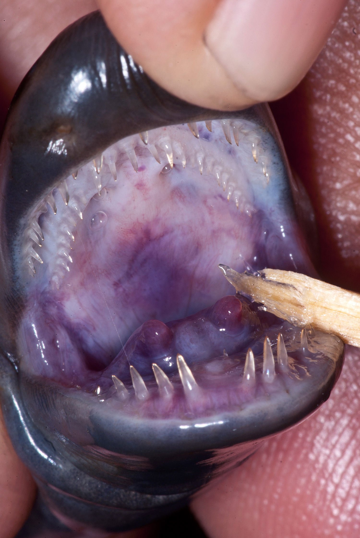 在洞口挖出恶心土下生物食物来源于啃咬母亲的皮肤母爱伟大