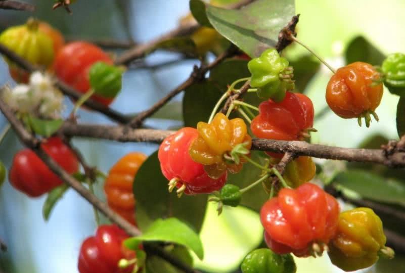 这野味一斤30元,通红好看又好吃,可惜目前国内还没有