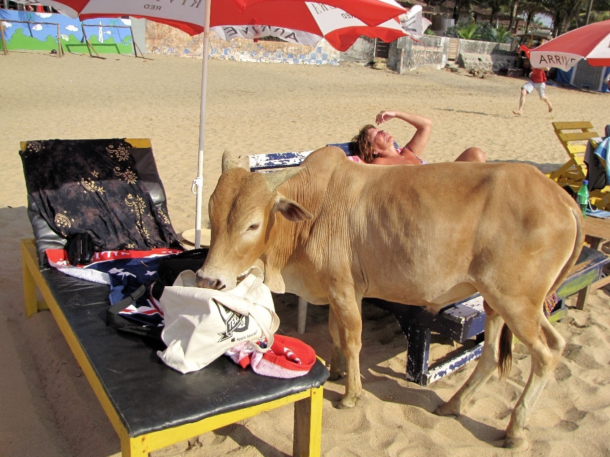 牛跟人一起晒日光浴的海滩:一边是神牛,一边是比基尼