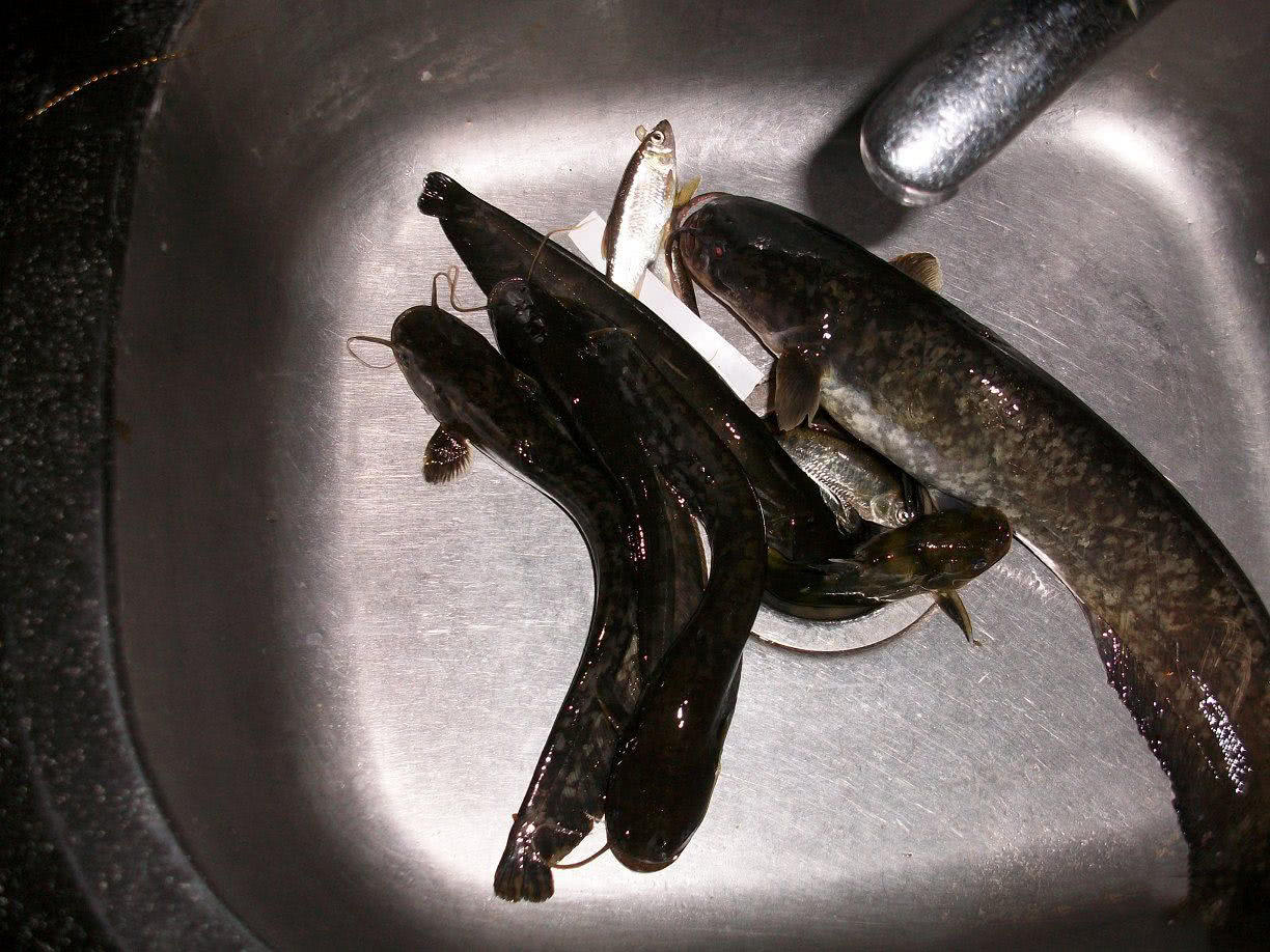 乡下小河里钓获的我们土话叫花鲶现在很少见了