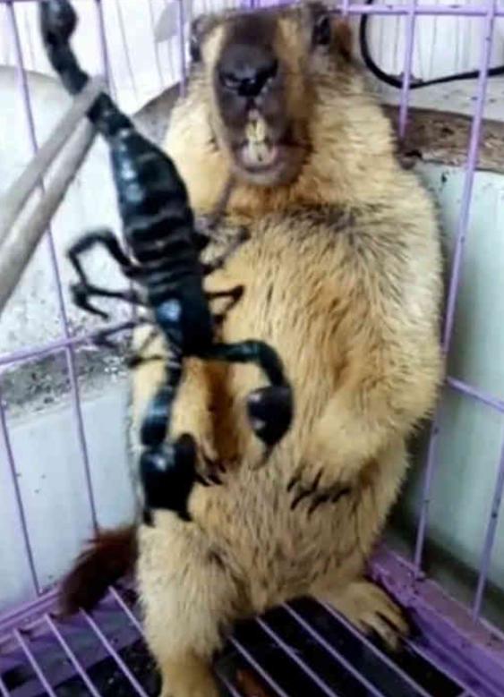 吃老鼠的时候还觉得特别的香,真的是想都不敢想,那么奇形怪状的蝎子