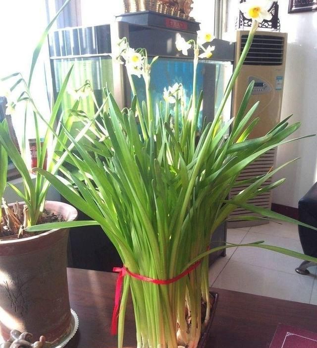 水仙花猛长叶子软趴趴死活不开花喷点开花水