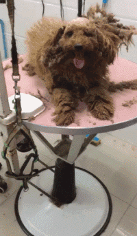 200_343gif 动态图 动图