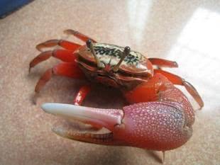 养一只西瓜蟹当宠物,可以美化客厅,但是养的时间没办法长!