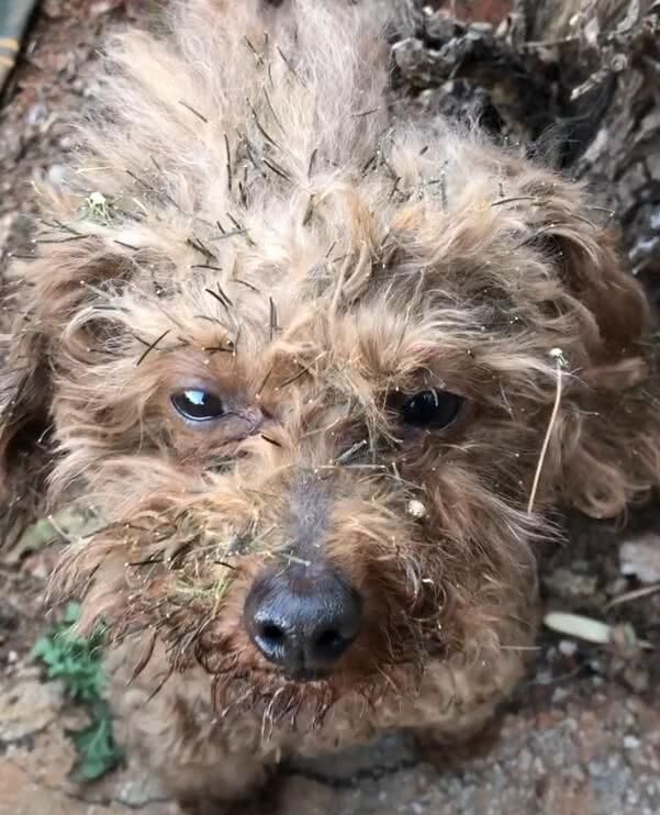 泰迪偷溜出去浪,被主人逮个正着,走进一瞧:流浪狗进村!