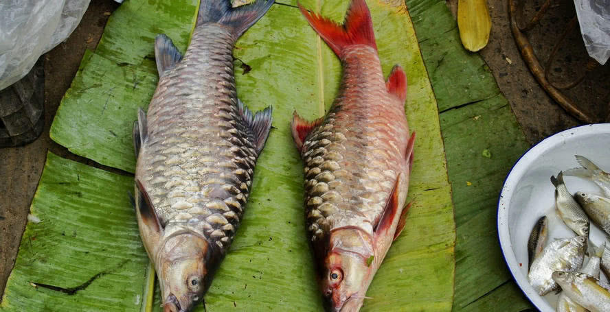 澜沧江的大鳞结鱼鲜为人知但它近亲金吉罗却万元一斤