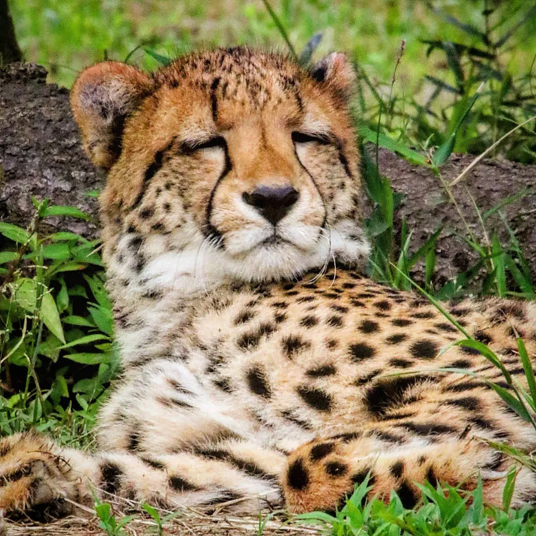 猎豹的这些沙雕表情,真的看一次笑一次