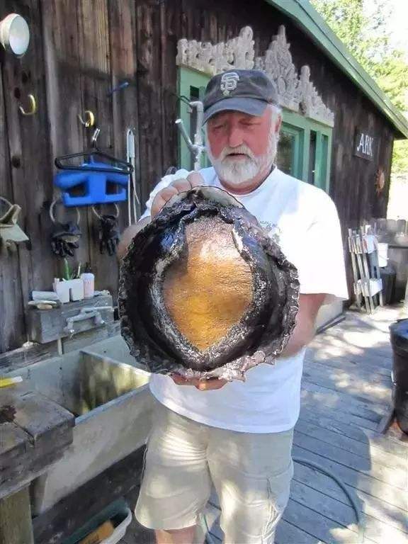 堪称全球最大鲍鱼但在这里随处可见捡到就是你