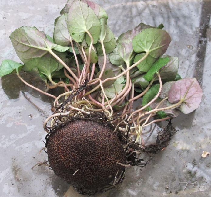 仙客来的叶子下面藏了这么大的块茎,花叶看一眼就迷上了