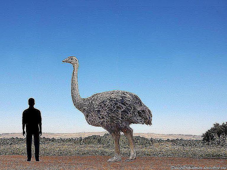 巨型象鸟一万年前就曾被人类屠宰马达加斯加岛人类出现证据提前