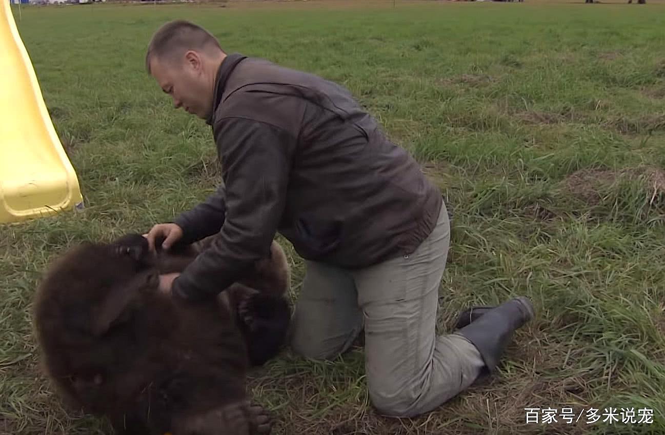 棕熊偷吃西瓜,俄罗斯人直接撂倒挠痒,熊:嘿嘿,还你行不!