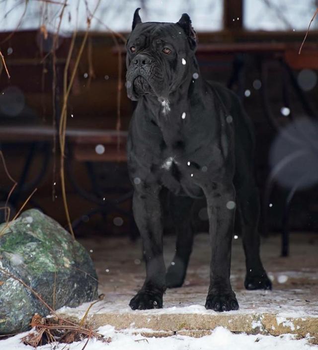 日本土佐犬黑色图片