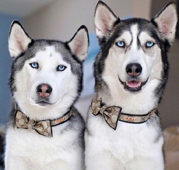 谁说狗子都是塑料姐妹情我们的关系好着呢