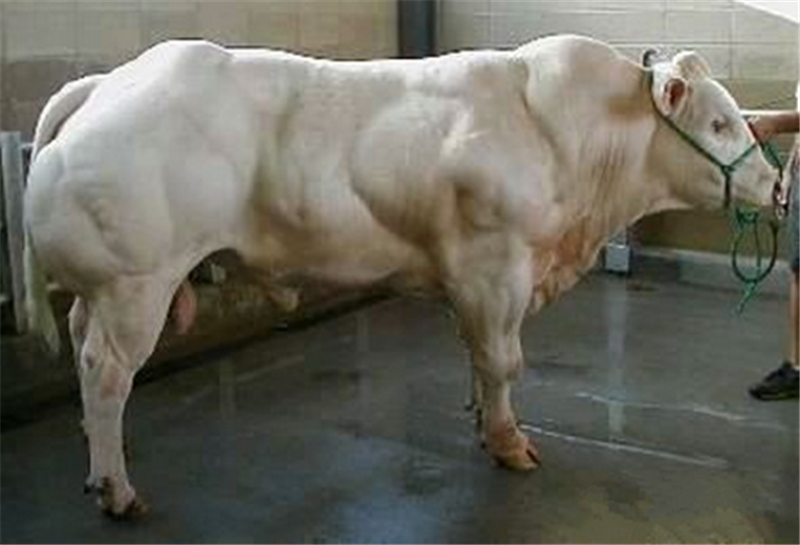 最牛杂交动物,为了生存锻炼出这身肌肉,想必没人敢过来欺负了