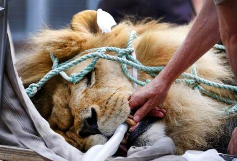 给动物园雄狮"搬家",十几个人齐上阵,被绑雄狮表情好郁闷