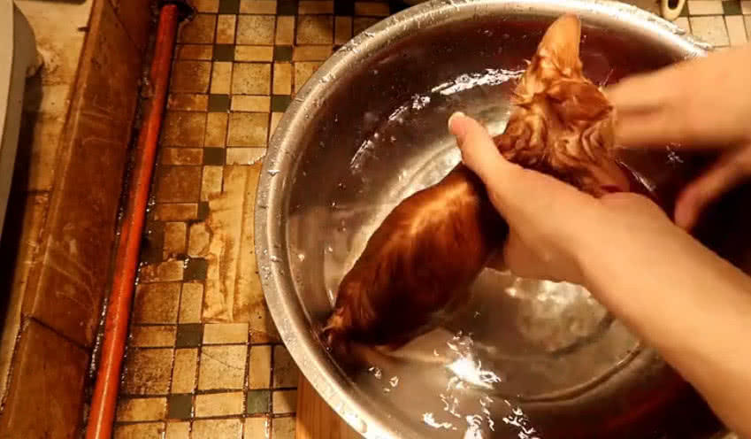 第一次给小橘猫洗澡,不吵不闹,洗到一半还喝起了洗澡水!