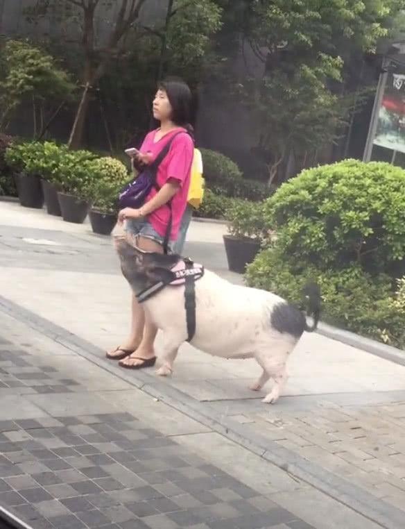 宠物猪走红向女主人摇尾巴网友二师兄出来逛街