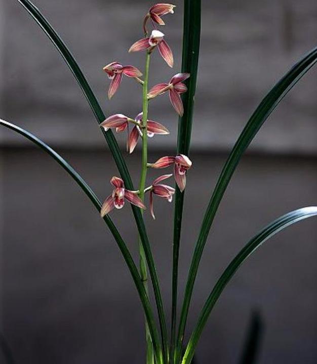 养护蕙兰花有哪些技巧呢