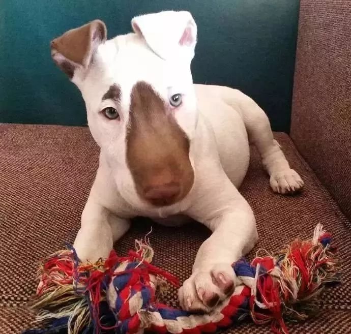 这只牛头梗长的真一言难尽网友一定不要让它照镜子