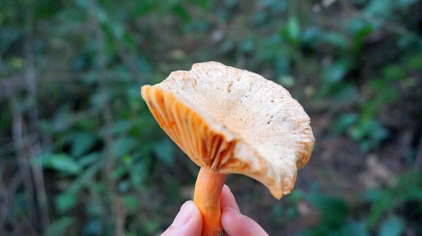 这种蘑菇是“野生菌之王”，十分的珍贵，只长在松树林里|松树菌|野生菌|松树林_新浪新闻