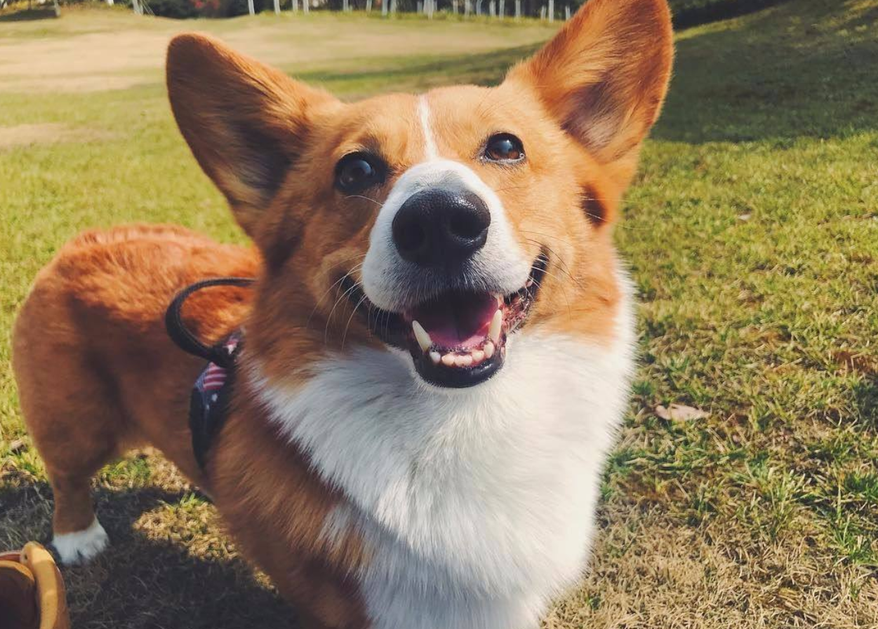 爱笑的狗狗格外招人喜欢?这四种狗狗的笑容一个比一个治愈人心!