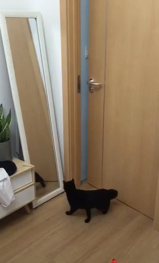 猫熟练的开门动作,主人一脸诧异,网友:孤陋寡闻,这是正常操作