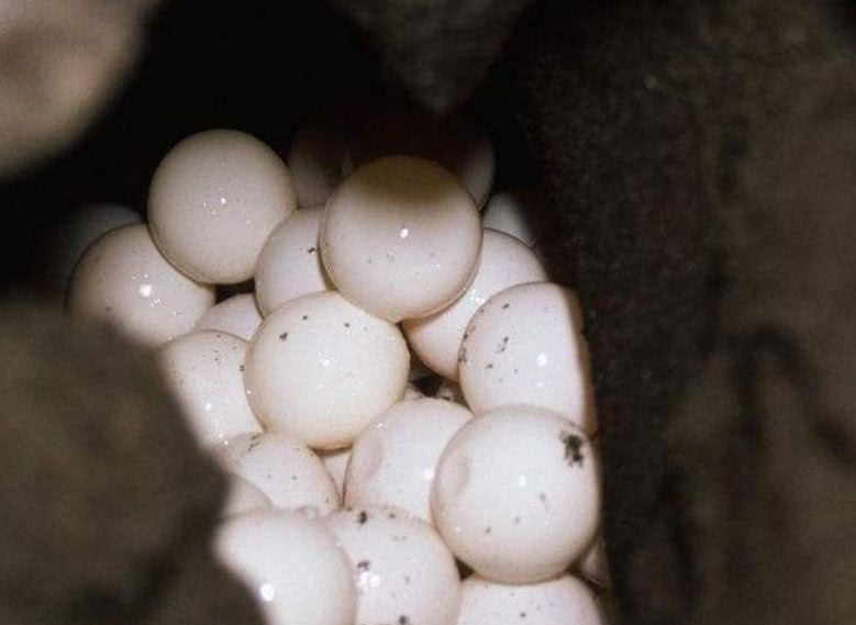 养了9年的乌龟下蛋男子把乌龟蛋做成煎蛋乌龟的反应令人笑喷