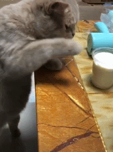 234_315gif 动态图 动图