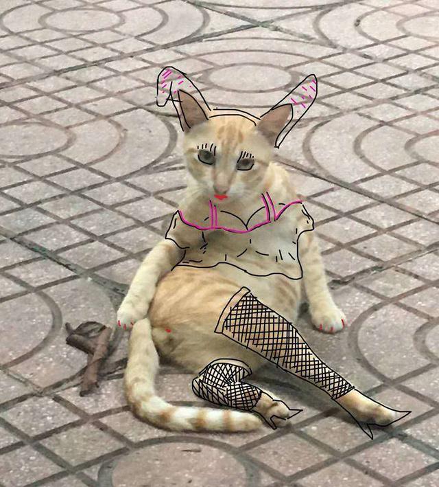 现在的猫,为什么都这么妖娆?这迷人的小屁屁,忍不住想捏!