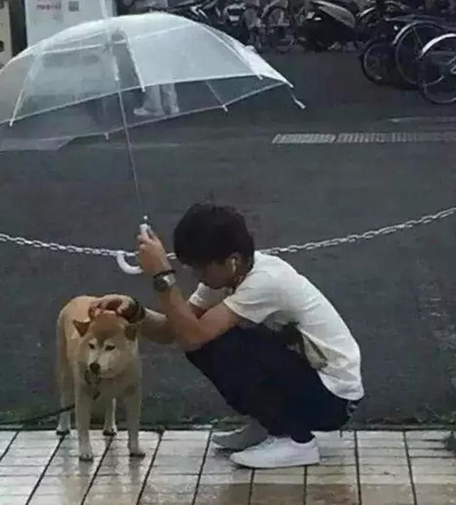 日本网友见到雨中的柴犬，主动上前撑伞挡雨，路人做成感人漫画|小哥哥|狗狗|撑伞_新浪新闻