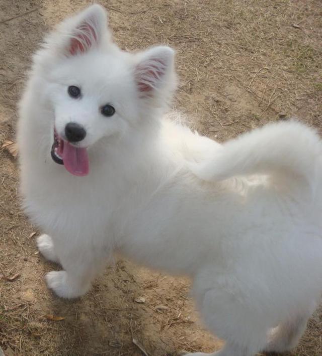 银狐犬怎么养?|银狐犬|狗狗|饲养者_新浪新闻
