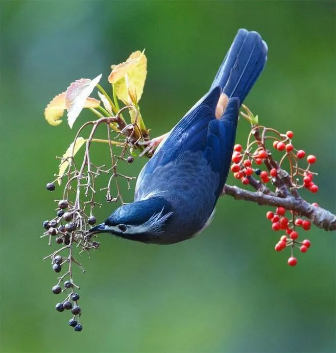 心理测试4只幸运鸟你会选哪个测你应该如何寻找幸福
