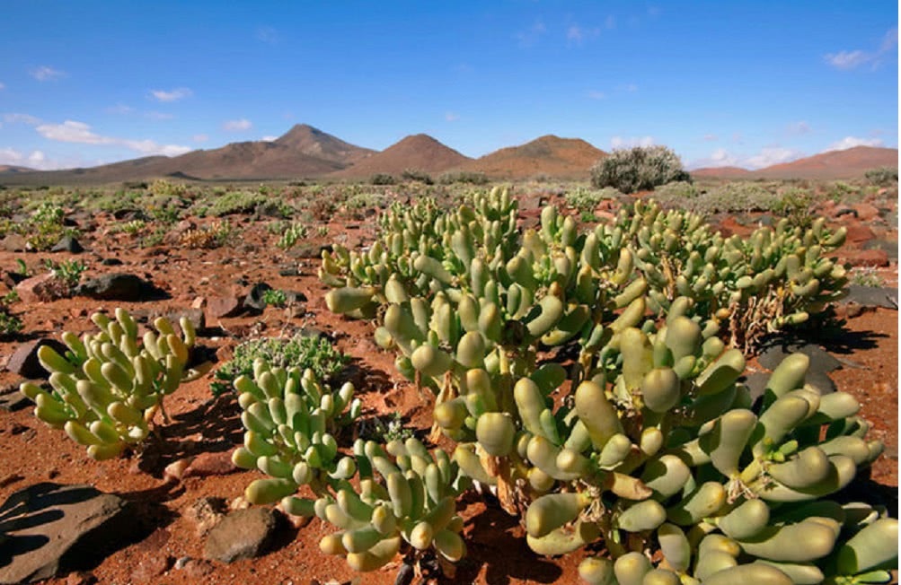 库布齐沙漠植物图片