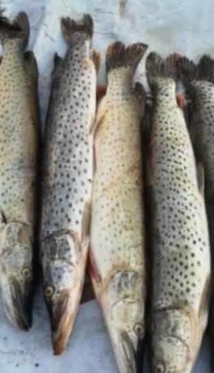 山东黄河段出现狗鱼,钓友:淡水最凶残的鱼,哪来的?