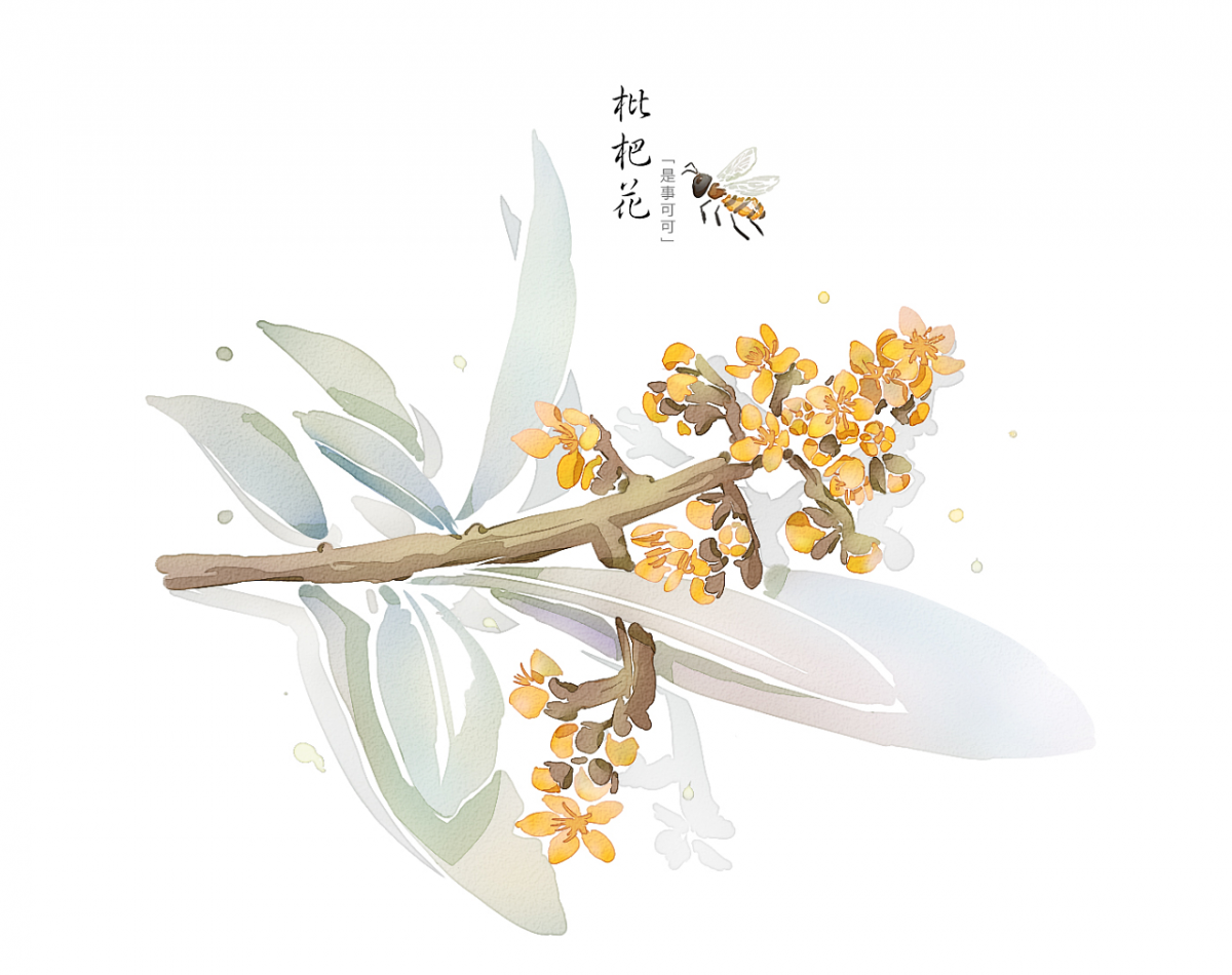 几禾花舍日签丨11月22日 小雪—枇杷花开|枇杷花|花艺|枇杷_新浪新闻