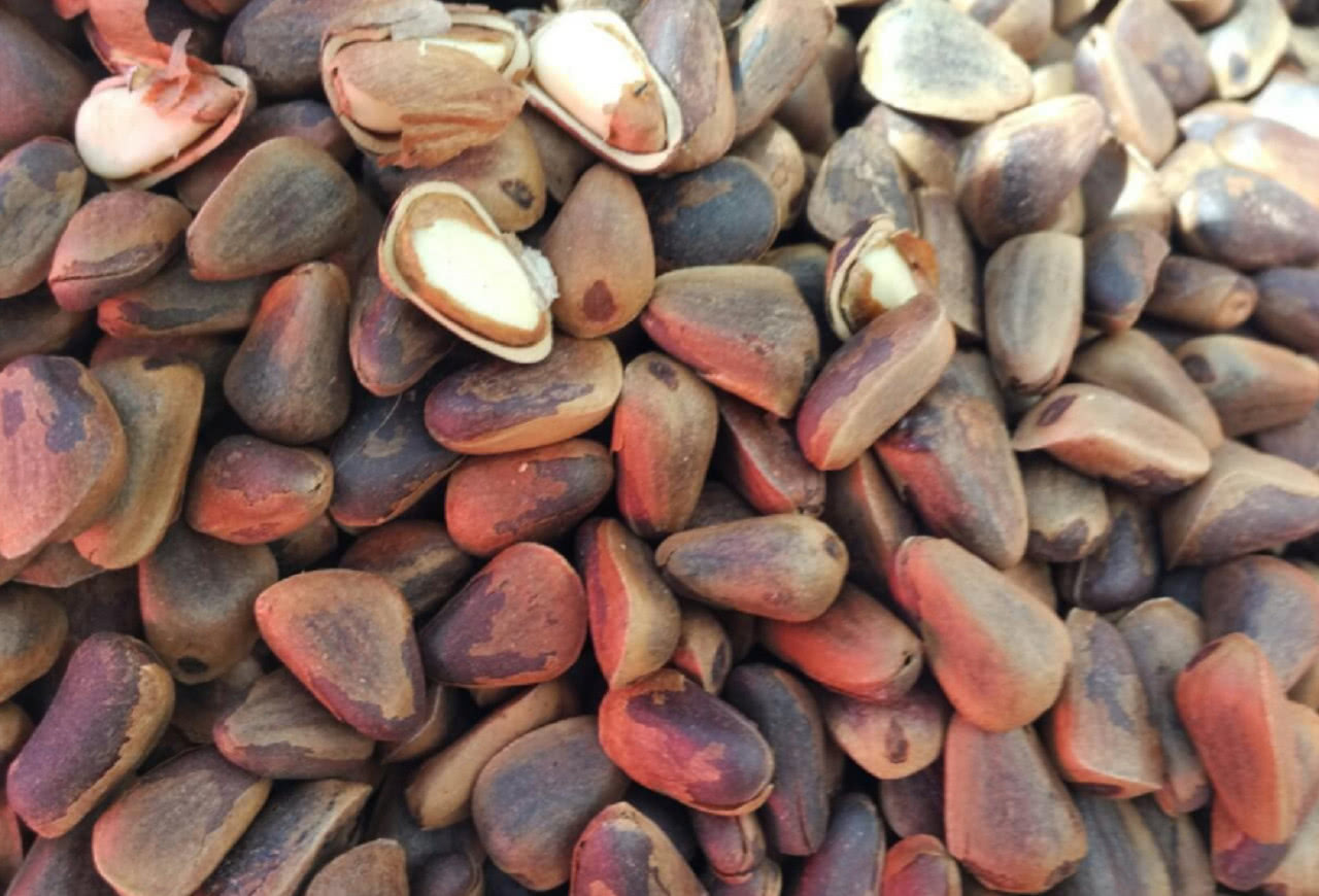 农民采野生的"长寿果",现在35元一斤,老年人吃了有好处