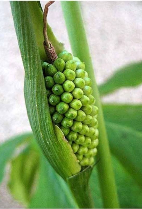半夏会绝迹,说明了怕涝,这几点必须注意,是人工种植必须掌握的基础