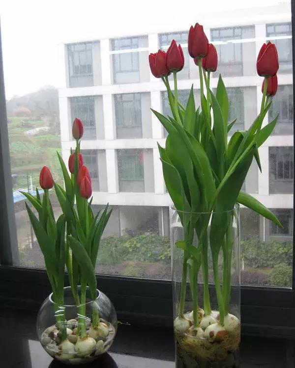 养这几种水培植物给点水就活基本不用管