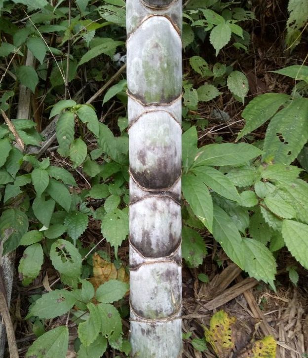 生活资讯:在野外要是看到这种竹子挖回种