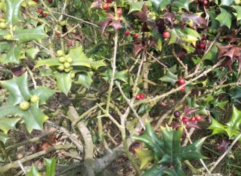 农村这长满刺的野草,农民看见就砍掉,须不知它是解蛇毒的良药