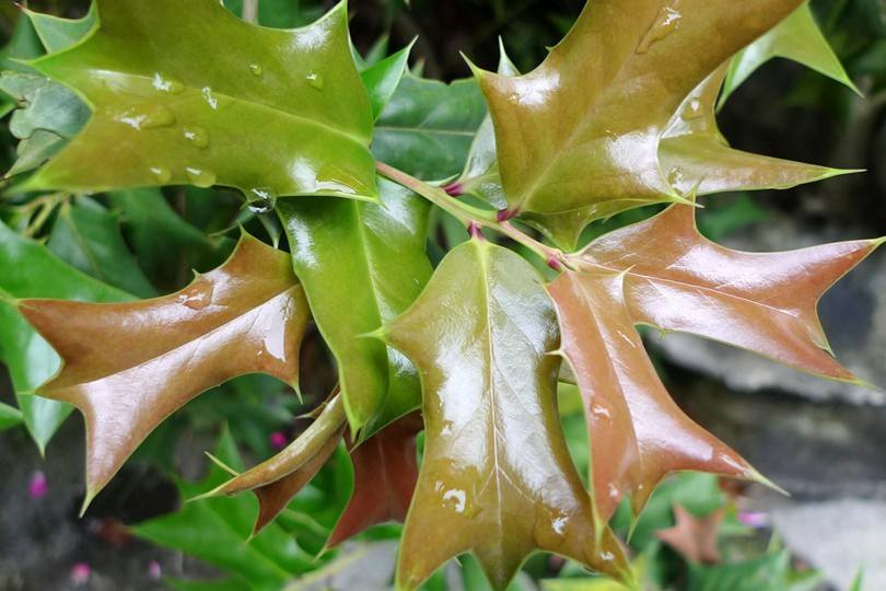 枸骨在有些地方被叫做猫儿刺,老虎刺等,为啥叫这样的名字呢?