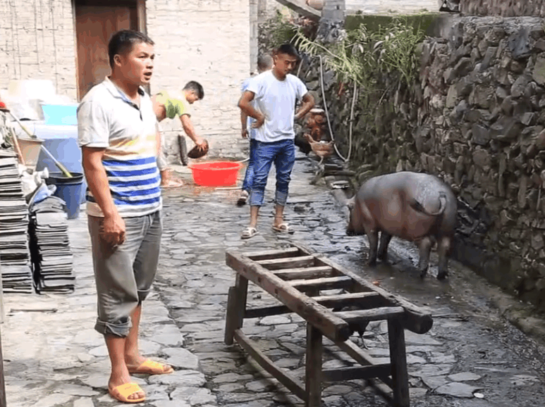 中国游客到贵州,实拍当地人杀猪,这个方法和你们那里的一样吗?