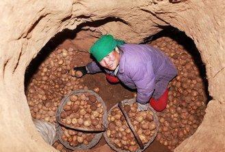 在地下的温室却是农民的聚财宝地,涨见识了|聚宝盆|地窖|温室_新浪网