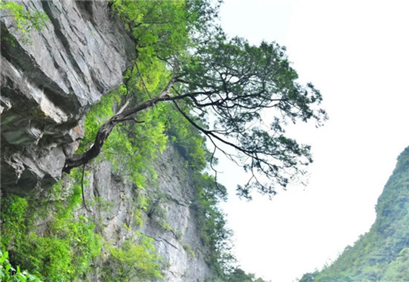 曾经大红大紫的崖柏手串现在为何无人问津?|崖柏|手串|柏树根_新浪新闻