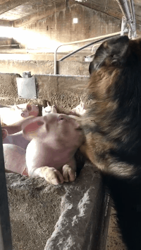 猪不停的去蹭德牧,狗狗却一脸无辜表情:这么受欢迎我也很无奈!
